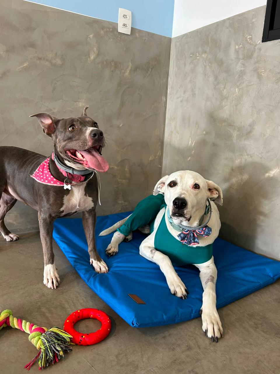Bruce, cão cinza de bandana rosa, em pé ao lado de Nala, cadela branca deitada em uma cama azul