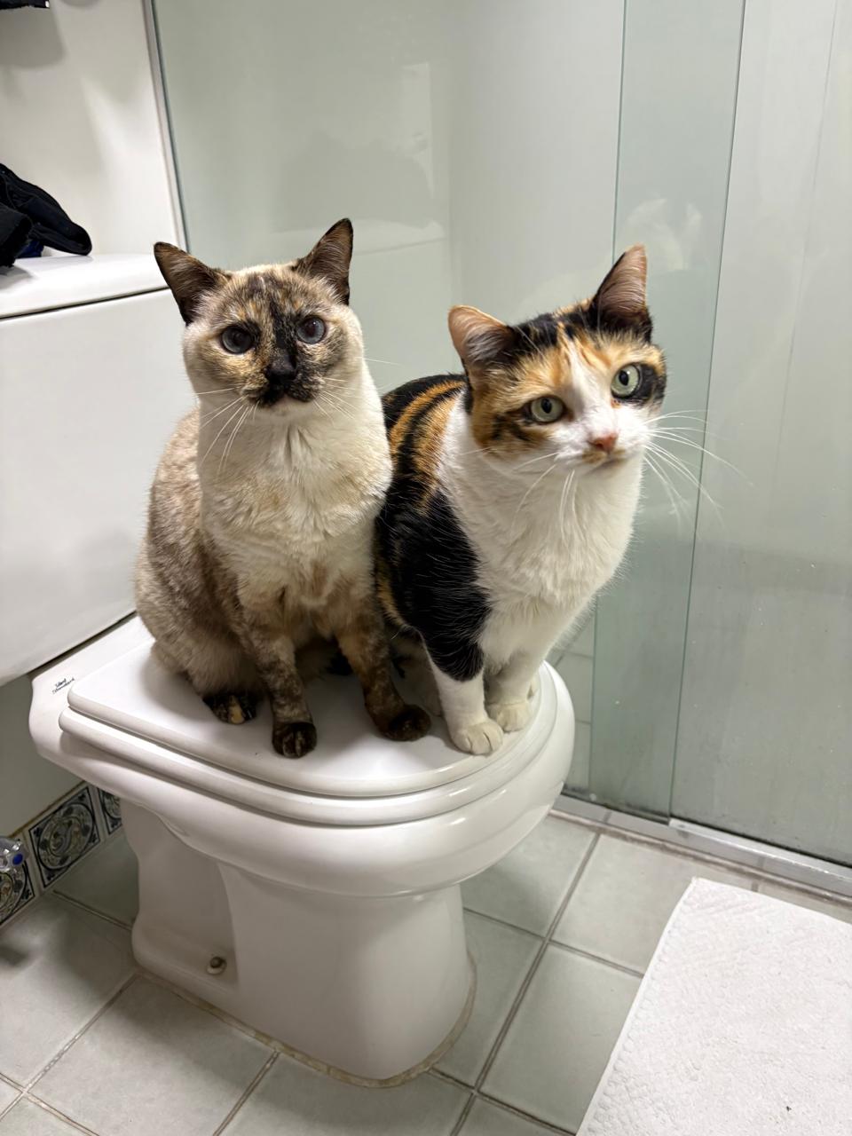 Lisa e Sophie, as duas gatas da casa, juntas no sofá